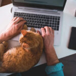 A person typing on a laptop with an orange cat resting on their arm