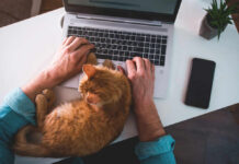 A person typing on a laptop with an orange cat resting on their arm