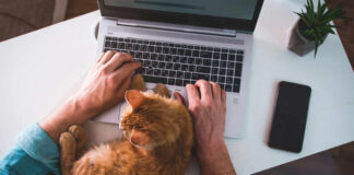 A person typing on a laptop with an orange cat resting on their arm