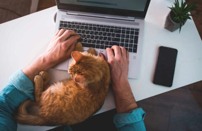 A person typing on a laptop with an orange cat resting on their arm