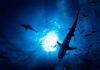 Silhouettes of sharks swimming in a blue underwater environment