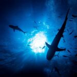 Cocaine Sharks: Pollution Crisis Hits Paradise Silhouettes of sharks swimming in a blue underwater environment