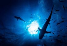 Cocaine Sharks: Pollution Crisis Hits Paradise Silhouettes of sharks swimming in a blue underwater environment