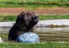 A grizzly bear sitting in shallow water near a rock