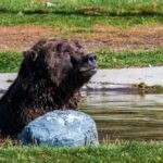 Bear Encounter Turns Deadly in Glacier Park A grizzly bear sitting in shallow water near a rock