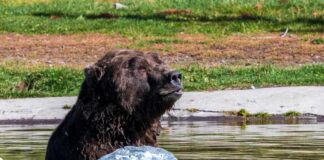 A grizzly bear sitting in shallow water near a rock