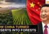 China Planted 66 Billion Trees, Now Scientists Reveal These Trees Are Outgrowing Natural Forests!