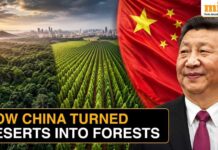China’s Mega Forest—Miracle Or Mirage? China Planted 66 Billion Trees, Now Scientists Reveal These Trees Are Outgrowing Natural Forests!