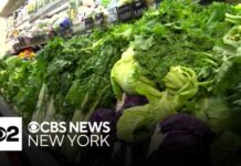 Parasite Lettuce Turns Dinner Into Disaster Lettuce from Mexico used by Taco Bell possible cause of cyclosporiasis, source says