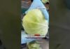 Border Cabbage HIDES Mega Meth Haul Breaking | DEA drug seizure | 2000 pounds meth | South Texas drug seizure | FBI DEA operation #usa